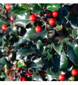 Ilex meserveae ´Blue Angel´