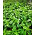 Stevia sladká