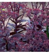 Sedum ´Black Jack´