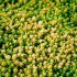 Sedum acre ´Aurea´