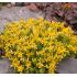 Sedum acre ´Aurea´
