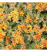 Sedum kamtschaticum ´Variegatum´
