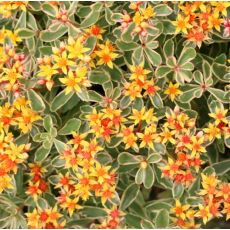 Sedum kamtschaticum ´Variegatum´