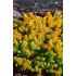 Sedum reflexum ´Angelina´