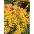 Sedum reflexum ´Angelina´