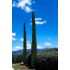 Cupressus sempervirens ´Pyramidalis´