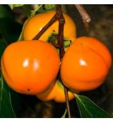 Diospyros Kaki (Hurmikaki) ´Mela´