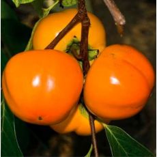Diospyros Kaki (Hurmikaki) ´Mela´