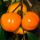 Diospyros Kaki (Hurmikaki) ´Mela´