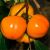 Diospyros Kaki (Hurmikaki) ´Mela´