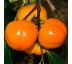 Diospyros Kaki (Hurmikaki) ´Mela´ 9L / KM 90-110 cm (6/8)