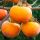 Diospyros Kaki (Hurmikaki) ´Vaniglia´