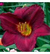 Hemerocallis ´Chicago Royal Robe´