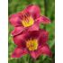 Hemerocallis ´Chicago Royal Robe´