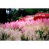 Astilbe x arendsii ´Astary White ´