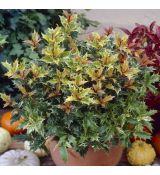 Osmanthus Heterophyllus ´Tricolor´