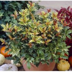 Osmanthus Heterophyllus ´Tricolor´