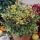 Osmanthus Heterophyllus ´Tricolor´