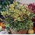 Osmanthus Heterophyllus ´Tricolor´