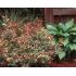 Osmanthus Heterophyllus ´Tricolor´