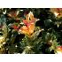 Osmanthus Heterophyllus ´Tricolor´