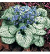 Brunnera macrophylla ´Jack Frost´