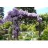 Wisteria sinensis´Mix´