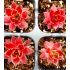 Sempervivum ´Jumbo´