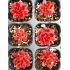 Sempervivum ´Jumbo´