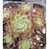 Sempervivum ´Wendy´