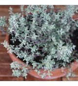 Materina dúška ´Silver Posie´
