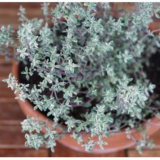 Materina dúška ´Silver Posie´