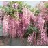 Wisteria sinensis´Mix´