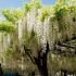 Wisteria sinensis´Mix´