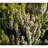 Erica arborea ´Albert´s Gold´