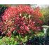 Photinia x fraseri 'Red Robin'