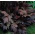 Actaea simplex ´Chocoholic´
