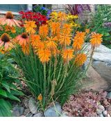 Kniphofia ´Poco Orange´ Ⓡ