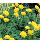 Trollius chinensis ´Lemon Queen´