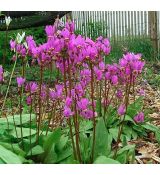 Dodecatheon media