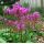 Dodecatheon media