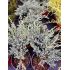 Juniperus squamata ´Blue Carpet´