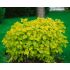 Philadelphus coronarius 'Aureus'