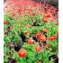 Geum ´Scarlet Tempest´