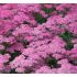 Achillea millefolium ´Lilac Beauty´