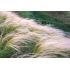 Stipa ´Pony Tails´