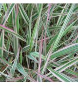 Phalaris arundinacea ´Picta´