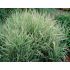 Phalaris arundinacea ´Picta´