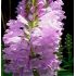 Physostegia virginiana ´Rosea´