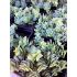 Sedum tatarinowii